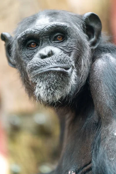 Close Male Gorilla — Stock Photo, Image