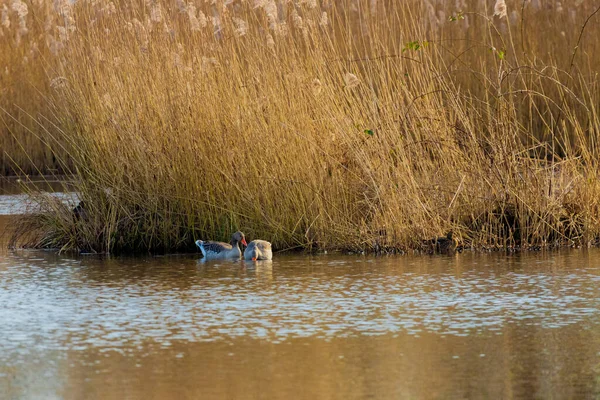 Eine Gruppe Enten Auf Dem Fluss — Stockfoto