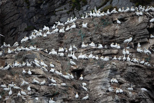 Flock Fåglar Bergen — Stockfoto