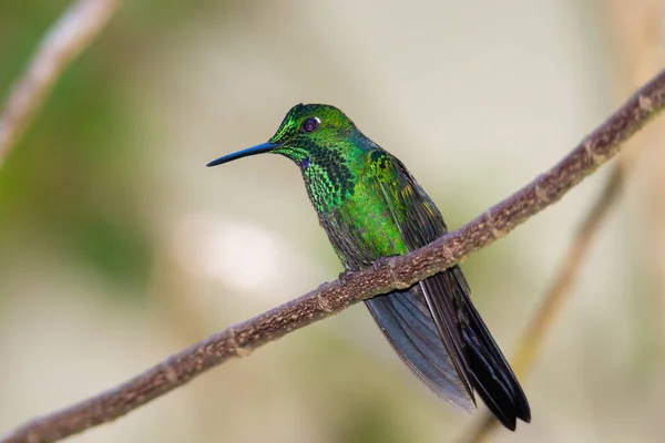 自然生息地で鳥のクローズアップ — ストック写真