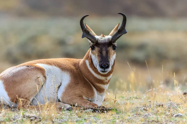 在大草原拍摄的一个男性Kudu的特写镜头 — 图库照片