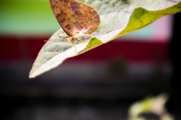 蝴蝶在叶子上的特写 — 图库照片