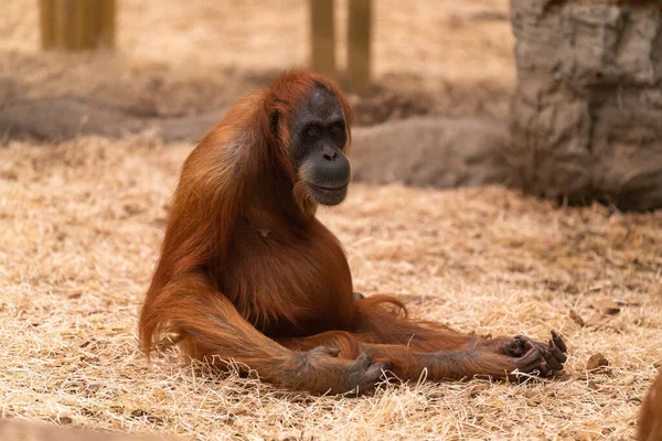 Крупным Планом Сидящего Орангутанга — стоковое фото