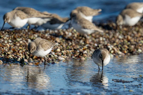 Ein Schwarm Vögel Wasser — Stockfoto