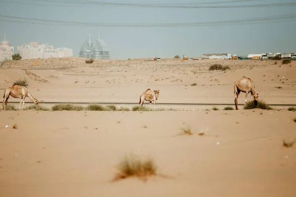 Stado Wielbłądów Pustyni — Zdjęcie stockowe