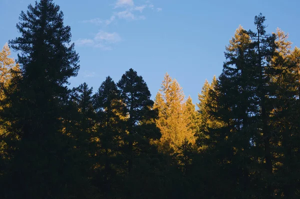 Schöne Herbstlandschaft Mit Bäumen Und Wald — Stockfoto