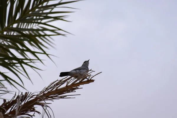 Vogel Auf Einem Ast Eines Baumes — Stockfoto