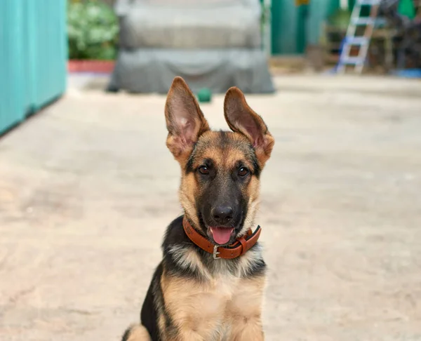 Closeup View Cute Dog — Stock Photo, Image