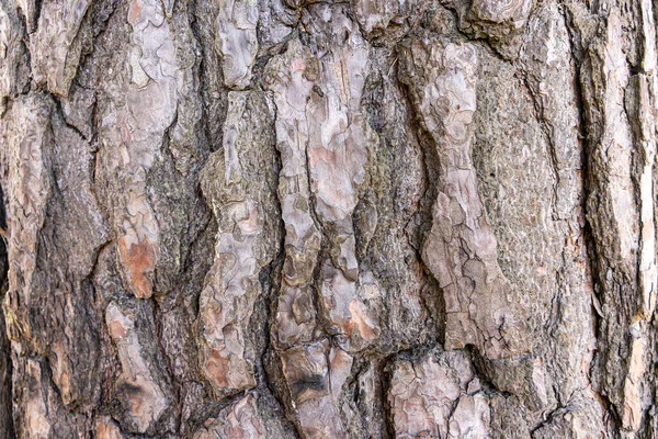 Primo Piano Una Corteccia Albero — Foto Stock