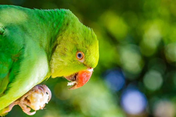 Papagaio Flora Fauna — Fotografia de Stock
