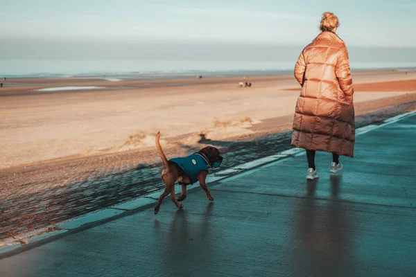 Hund Promenader Stranden — Stockfoto