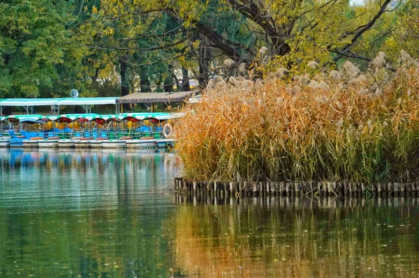 公園に湖がある美しい風景 — ストック写真