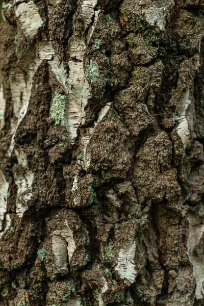 树的树皮纹理 — 图库照片