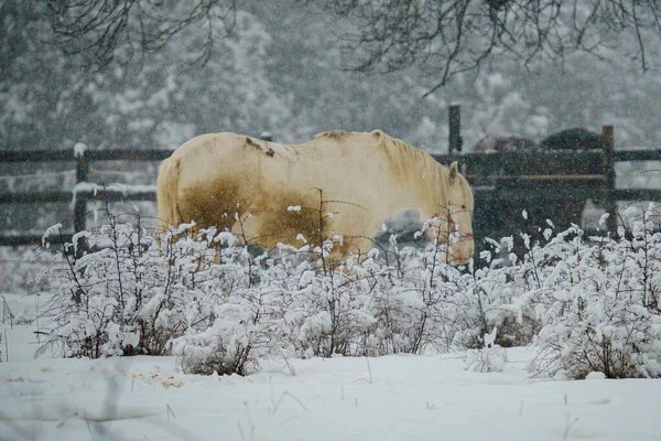 覆盖着积雪的冬季风景和马匹 — 图库照片