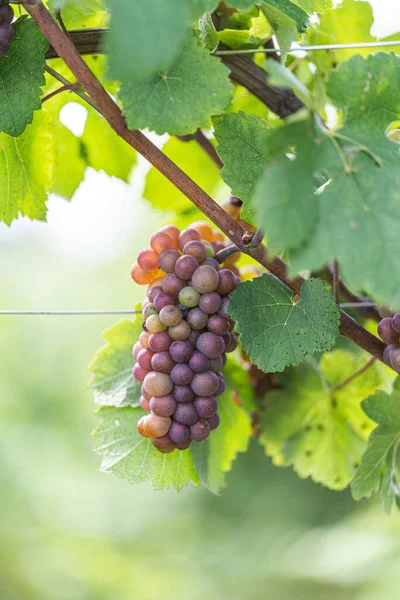 Red Wine Grapes Vineyard — Stock Photo, Image