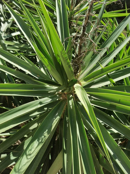 Gröna Blad Flora Och Bladverk — Stockfoto