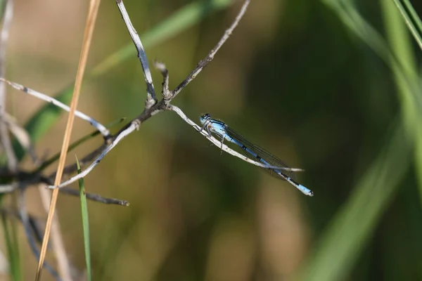 Beautiful Green Dragonfly Branch — Stock Photo, Image