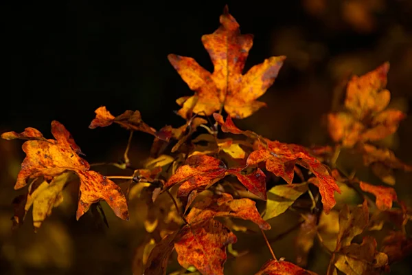 秋天树叶 秋天植物 — 图库照片