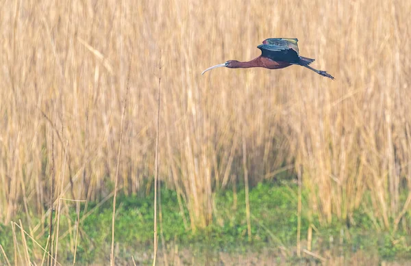 Oiseau Dans Champ — Photo