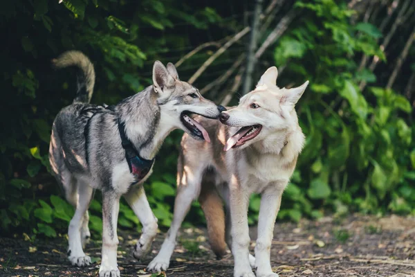 Two Dogs Walking Forest — Stock Photo, Image