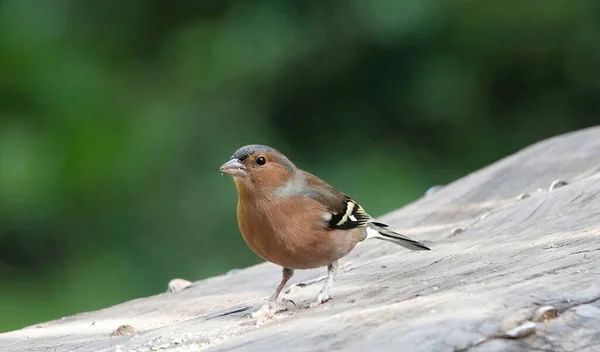 Gros Plan Bel Oiseau — Photo