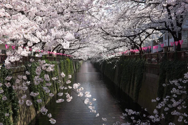 街の公園の美しい景色 — ストック写真