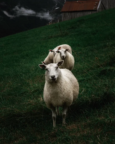 Овцы Пастбище — стоковое фото
