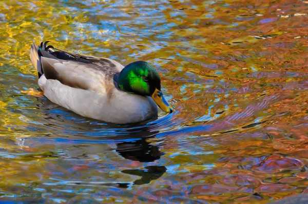 Pato Nadando Agua —  Fotos de Stock