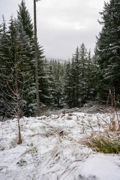 Vackert Landskap Med Snötäckta Träd — Stockfoto