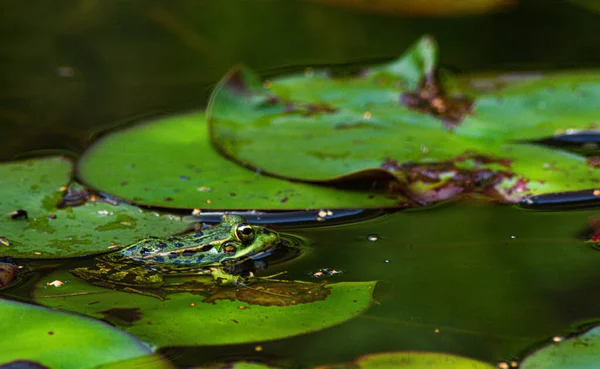 Lirio Agua Estanque —  Fotos de Stock