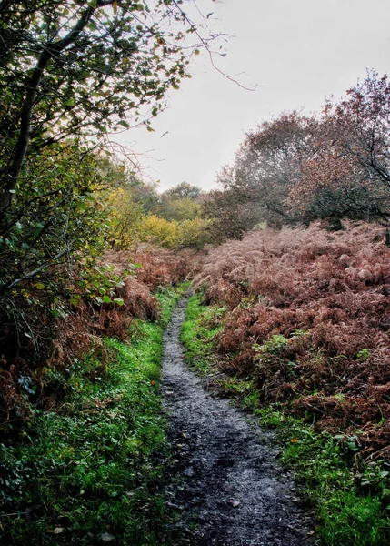 Hermoso Paisaje Con Árboles Bosque —  Fotos de Stock