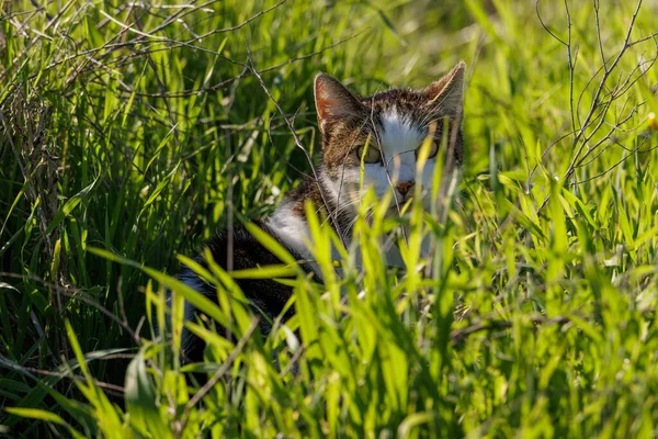 Cat Grass — Stock Photo, Image