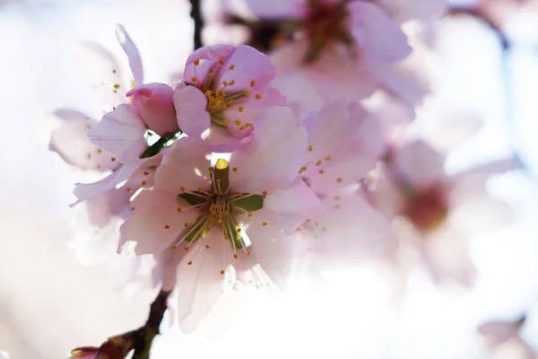 Schöne Frühlingsblumen Auf Dem Hintergrund Eines Baumes — Stockfoto