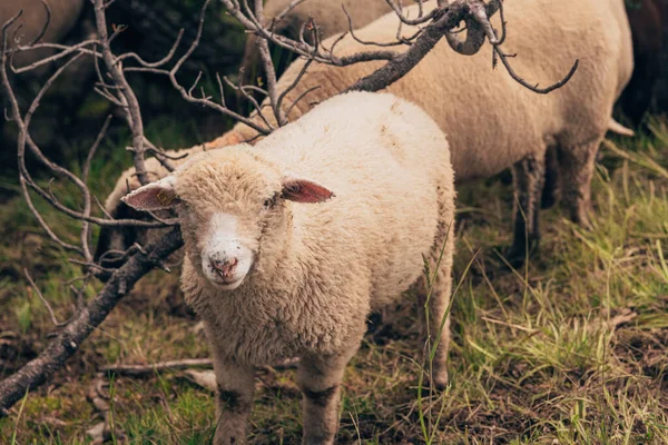 Вівці Лузі — стокове фото