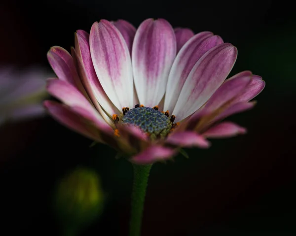 Piękne Botaniczne Ujęcie Naturalna Tapeta — Zdjęcie stockowe