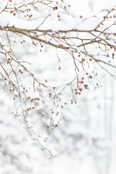 Зимовий Пейзаж Снігом — стокове фото