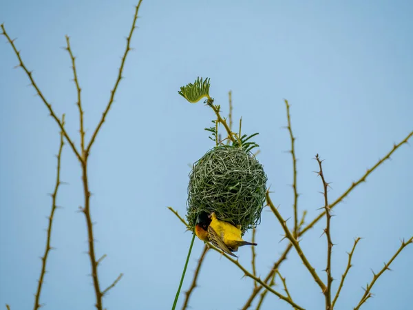 Птица Ветке Дерева Фоне Природы — стоковое фото