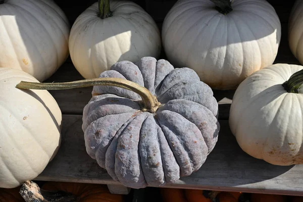 Calabazas Mercado Fondo Cerca —  Fotos de Stock