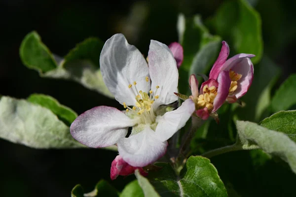 春のりんごの木の美しい花 — ストック写真