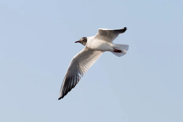 空を飛ぶカモメ — ストック写真