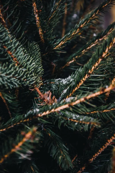 Borový Kužel Pozadí Zelených Listů — Stock fotografie