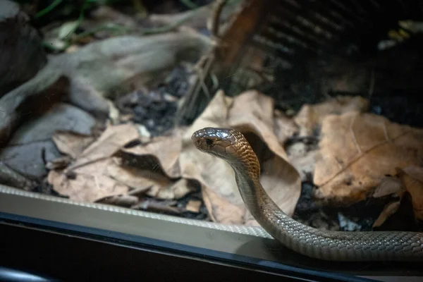 Perto Uma Cobra — Fotografia de Stock