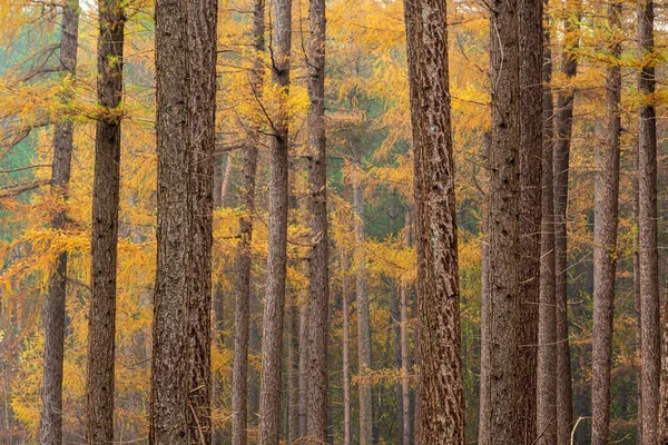 Bosque Otoñal Con Árboles Hojas —  Fotos de Stock