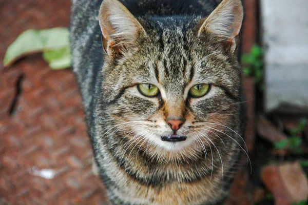 街上的猫 — 图库照片