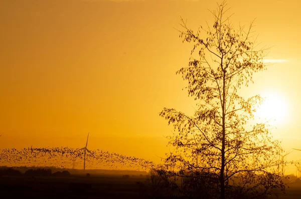 沙漠中美丽的落日 — 图库照片