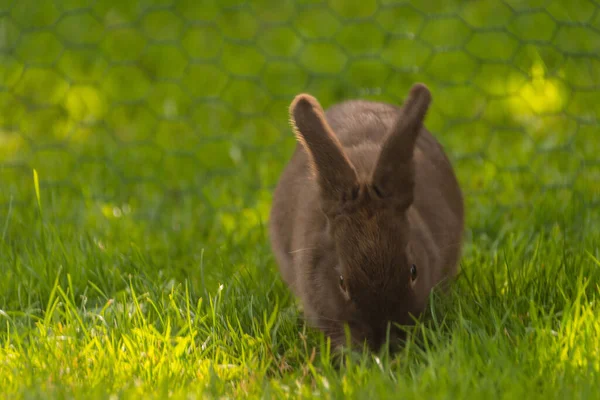 Lapin Mignon Dans Herbe Verte — Photo