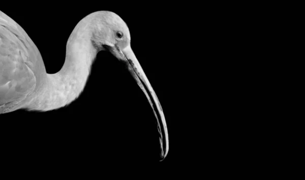 Uccello Bianco Sfondo Nero — Foto Stock