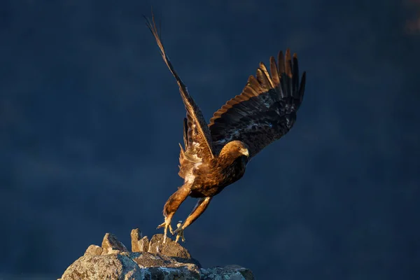 イーグルバード捕食者バードポートレートの美しい景色 — ストック写真