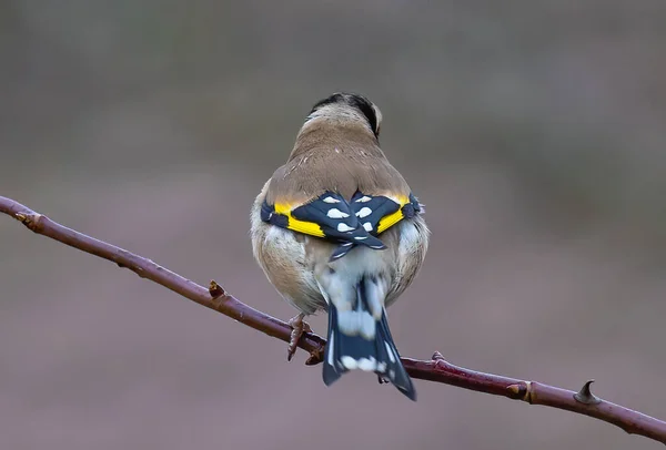 Nahaufnahme Eines Kleinen Vogels — Stockfoto