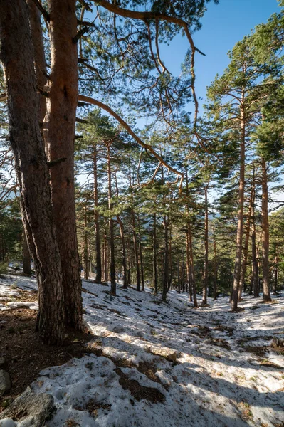 冬の森の美しい景色 — ストック写真